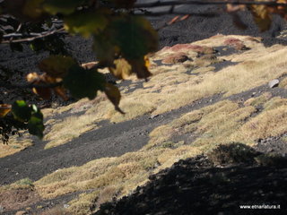 nte Pizzillo-21-10-2012 08-50-55